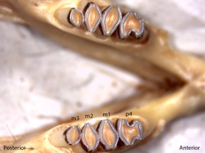 Dipodomys californicus, lower jaw