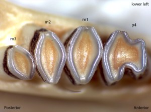 Dipodomys californicus, lower left jaw