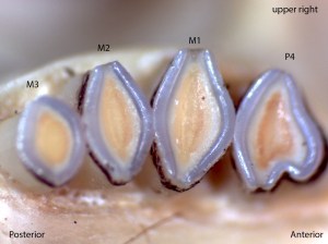 Dipodomys californicus, upper right palate