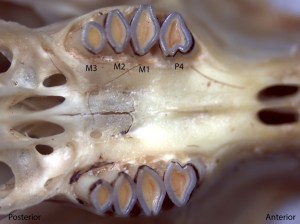 Dipodomys californicus, upper palate