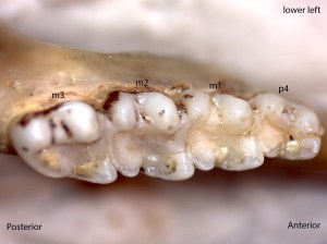 Glaucomys sabrinus, lower left jaw