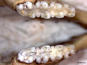 Glaucomys sabrinus, lower jaw