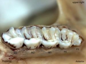 Glaucomys sabrinus, upper right palate