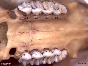 Glaucomys sabrinus, upper palate