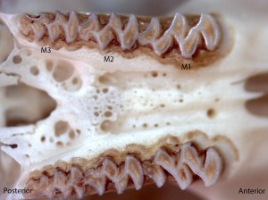 Microtus californicus, upper palate