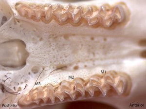 Microtus longicaudus, upper palate
