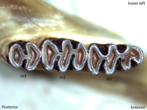 Neotoma cinerea, lower left jaw