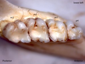 Osteospermophilus beecheyi, lower left jaw