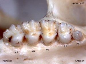 Osteospermophilus beecheyi, upper right palate