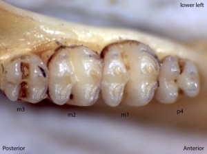 Perognathus parvus, lower left jaw