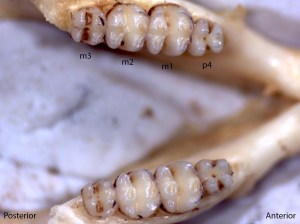 Perognathus parvus, lower jaw