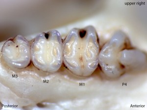Perognathus parvus, upper right palate