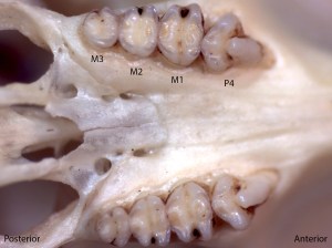 Perognathus parvus, upper palate