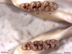 Peromyscus boylii, lower jaw