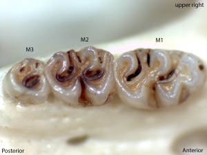 Peromyscus boylii, upper right palate