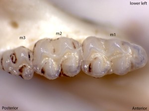 Peromyscus maniculatus, lower left jaw
