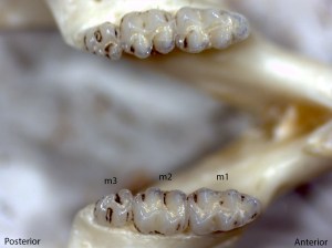 Peromyscus maniculatus, lower jaw