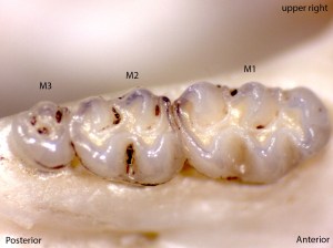 Peromyscus maniculatus, upper right palate