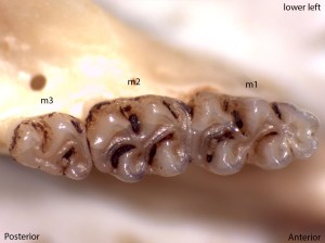 Peromyscus truei, lower left jaw
