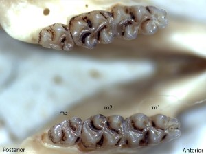 Peromyscus truei, lower jaw