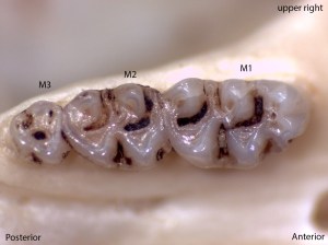 Peromyscus truei, upper right palate
