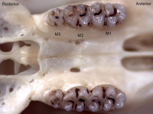 Peromyscus truei, upper palate