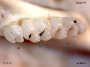 Reithrodontomys megalotis, lower left jaw