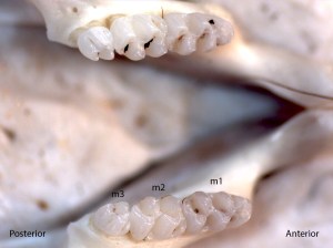 Reithrodontomys megalotis, lower jaw