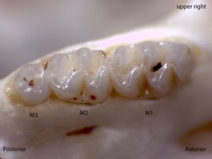Reithrodontomys megalotis, upper right palate