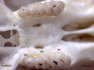 Reithrodontomys megalotis, upper palate