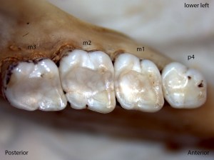 Sciurus griseus, lower left jaw