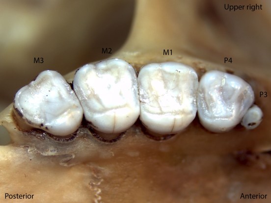 Sciurus griseus, upper right palate
