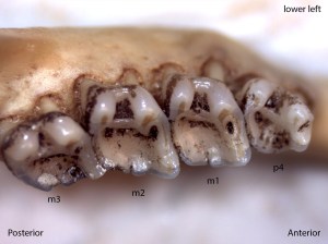 Spermophilus lateralis, lower left jaw