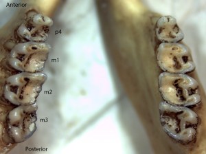 Spermophilus lateralis, lower jaw