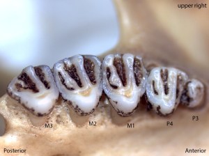 Spermophilus lateralis, upper right palate