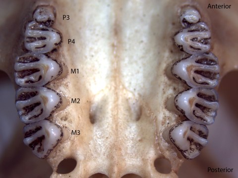 Spermophilus lateralis, upper palate