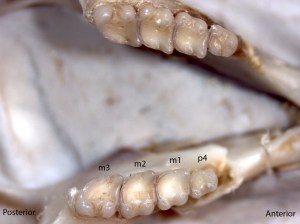 Tamias amoenus, lower jaw