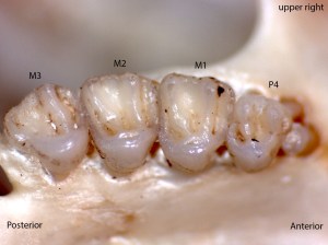 Tamias amoenus, upper right palate