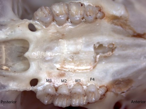 Tamias amoenus, upper palate