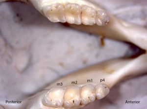 Tamias senex, lower jaw