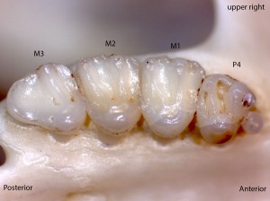 Tamias senex, upper right palate