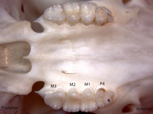 Tamias senex, upper palate