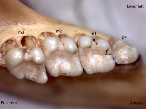 Tamiasciusrus douglasii, lower left jaw
