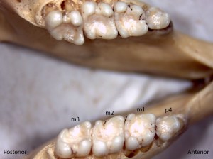 Tamiasciusrus douglasii, lower jaw