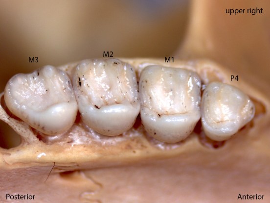 Tamiasciusrus douglasii, upper right palate