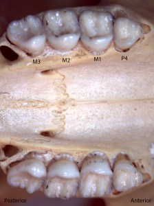 Tamiasciusrus douglasii, upper palate