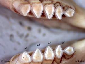 Thomomoys bottae, lower jaw
