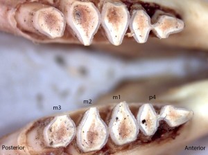 Thomomoys monticola, lower jaw