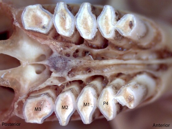 Thomomoys monticola, upper palate