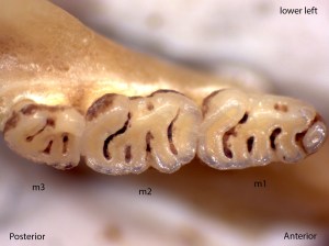 Zapus princeps, lower left jaw
